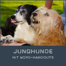 Shop-Junghunde