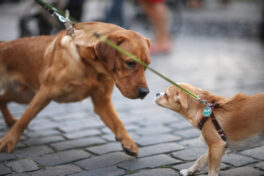 the-meeting-of-two-dogs-with-the-leash-on-the-street
