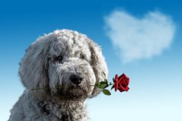 valentines-day-3135789_1920