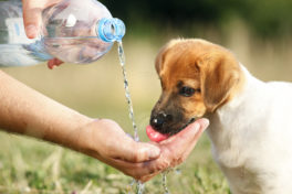 a-puppy-drinking-water-from-a-bottle
