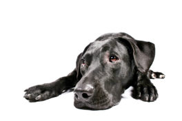 black-dog-looking-sad