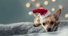 christmas-dog-lying-down-on-decorated-living-room-winter-vacation-concept-domestic-pets-on-holidays