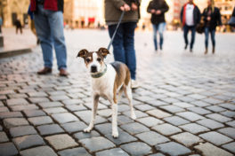 a-man-walks-with-a-dog-in-the-city-center-a-lonely-dog-with-beautiful-eyes-looks-at-passersby-in-a-square-in-germany