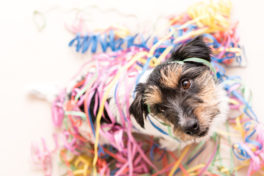 party-dog-jack-russell-ready-for-carnival