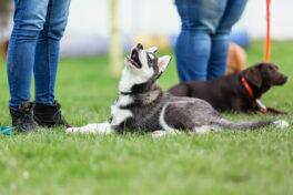 woman-with-a-husky-puppy-at-the-puppy-school