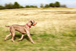 weimaraner-jagdhund-im-lauf