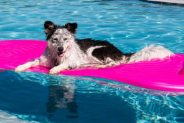 dog-in-pool