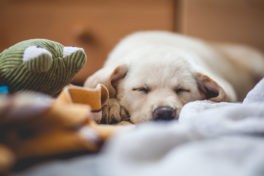 dog-puppy
