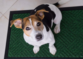 dog-sitting-on-door-mat