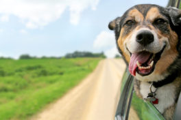 german-shepherd-dog-sticking-head-out-driving-car-window