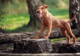 red-dog-performs-exercises-on-the-tree-obedience