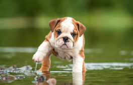 english-bulldog-puppy-in-the-water-2