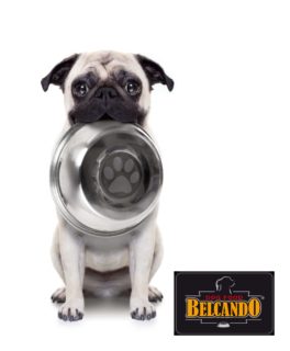 hungry-dog-with-bowl