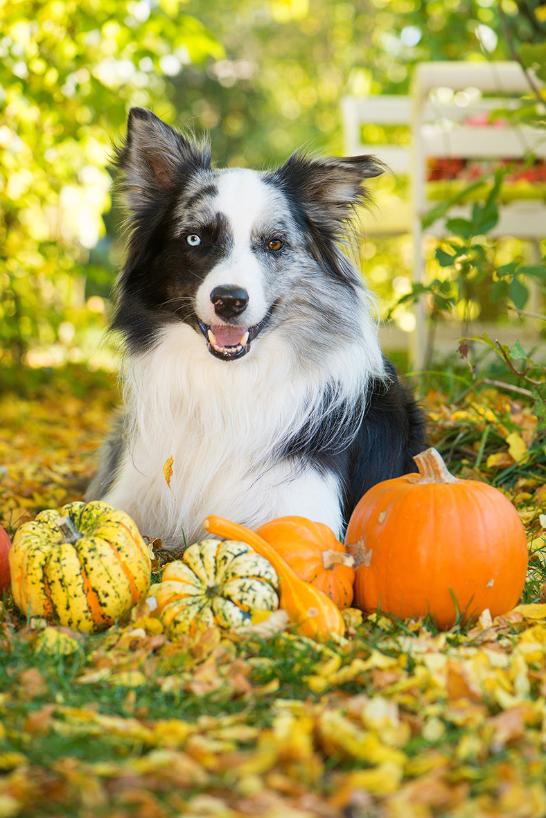 border-collie-mit-kuerbissen-im-garten