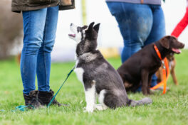 woman-with-a-husky-puppy-at-the-puppy-school-2