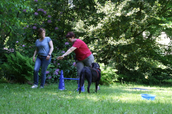 Hundetraining in der Praxis