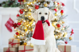 golden-retriever-dog-holding-a-santa-hat-in-mouth