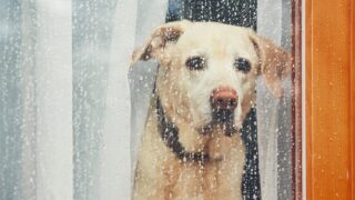 sad-dog-waiting-alone-at-home