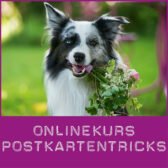 Shop-Postkartentricks_neu