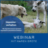 Shop-Maren-Grote_Imponierverhalten