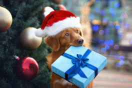 retriever-dog-in-santa-hat-holding-a-christmas-gift-box-in-mouth-in-front-of-a-christmas-tree-outdoors