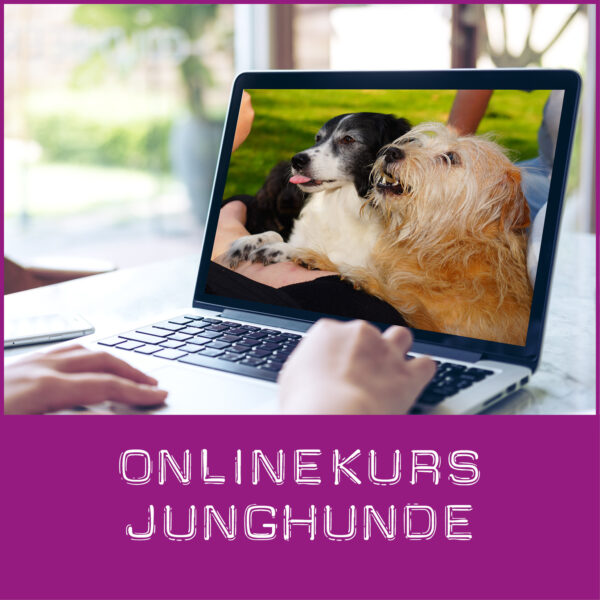 Junghunde Onlinekurs