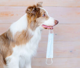sweet-australian-shepherd-of-red-color-close-up-indoor-day-l