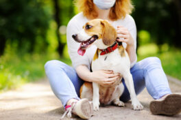 young-beautiful-woman-wearing-disposable-medical-face-mask-with-beagle-dog-in-the-park-during-coronavirus-outbreak-walking-of-pets