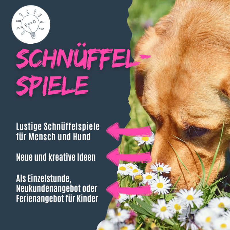 Schnüffelspiele für die Hundeschule