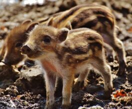 wild-pigs-1332243_1920