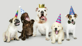 group-of-puppies-celebrating-new-year-together
