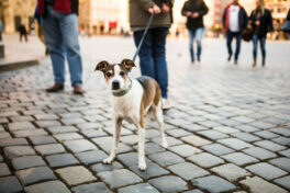 a-man-walks-with-a-dog-in-the-city-center-a-lonely-dog-with-beautiful-eyes-looks-at-passersby-in-a-square-in-germany-2
