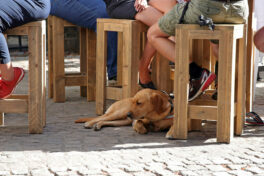 labrador-retriever-mit-schattenplatz