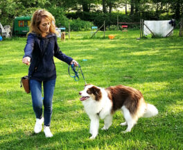 hundeschule-bad-orb-3-telleruebung