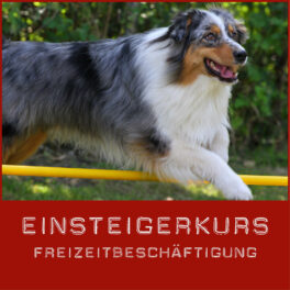 Shop-EinsteigerkursFreizeitbeschäftigung