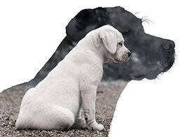 Das Wachstum eines Labrador Retrievers von Welpe zum erwachsenen