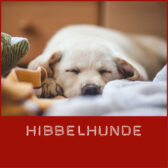 Shop-Hibbelhunde