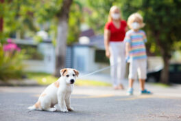 Family walking dog during virus outbreak
