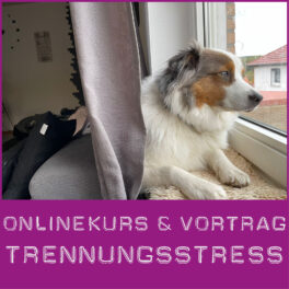 Shop-Trennungsstress_Onlinekurs