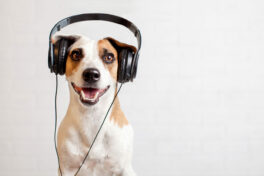 dog-in-headphones-listening-to-music