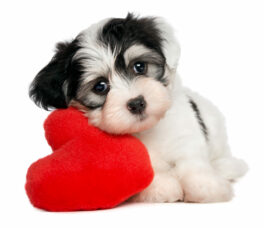 lover-valentine-havanese-puppy