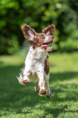 young-springer-spaniel-jumping-for-joy-with-flying-ears