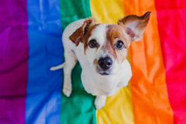 cute-dog-jack-russell-sitting-on-rainbow-lgbt-flag-in-bedroom-p