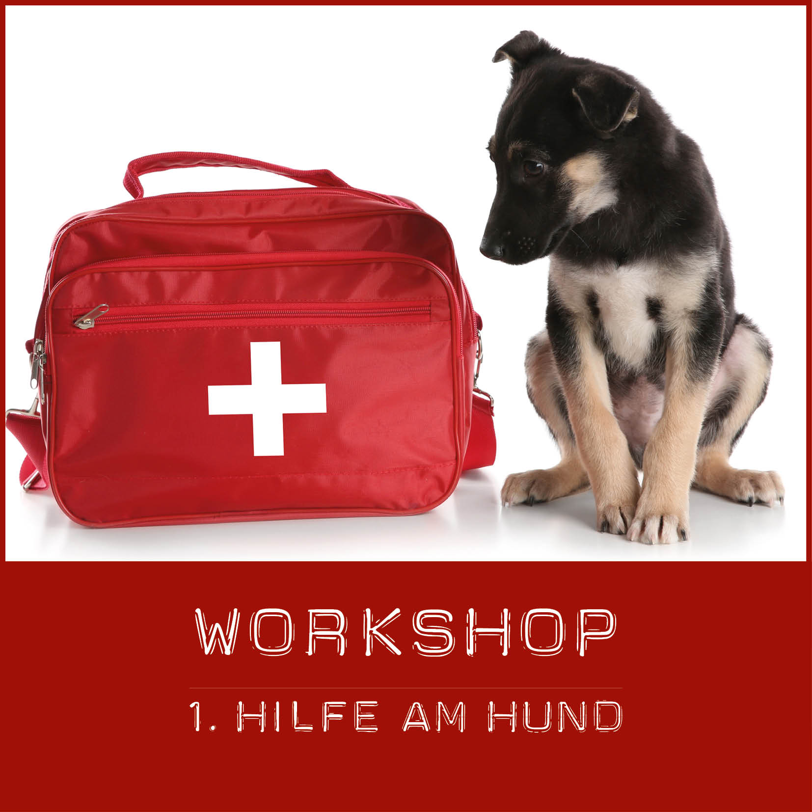 Workshop 1. Hilfe am Hund - Hundeschulkonzepte
