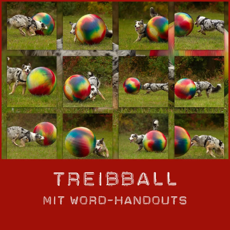 Konzept Treibball