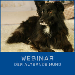 Shop-alternder Hund