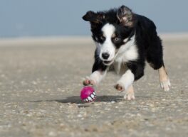 pixabay_border-collie-662716_1920-kopie