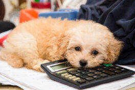 cute-poodle-puppy-dog-resting-on-a-calculator-placed-on-a-messy