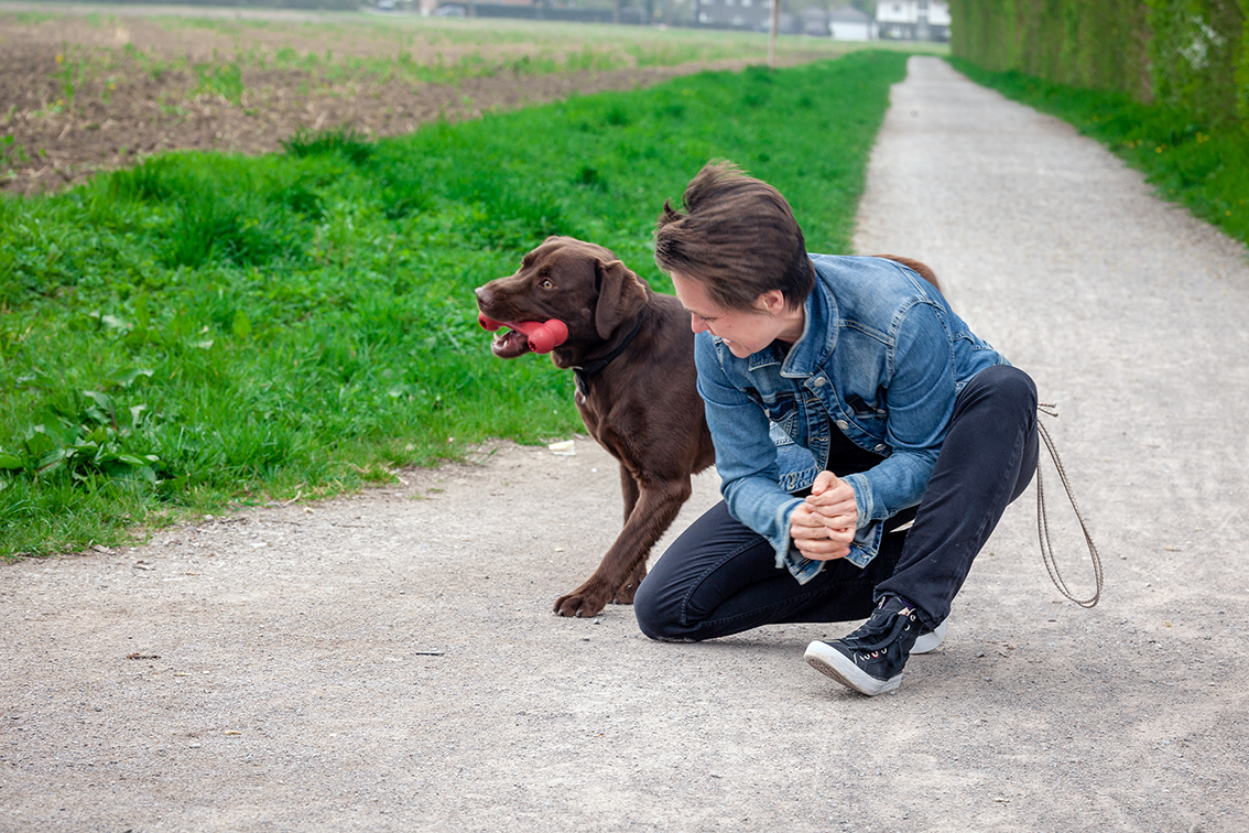 Fertige Trainingskonzepte für Hundetrainer*innen