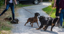two-dogs-have-a-dominant-meeting